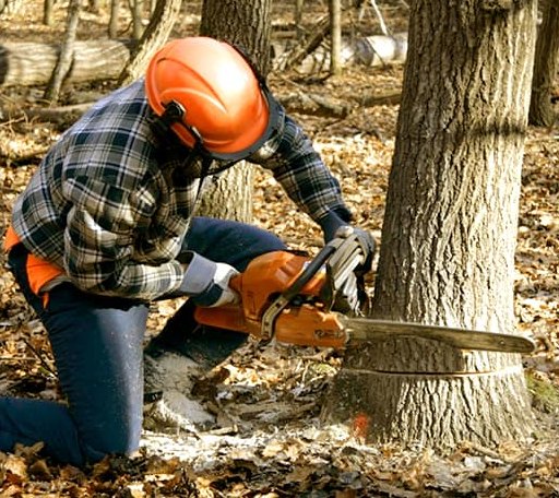 Tree Removal in Glen Aubrey, NY